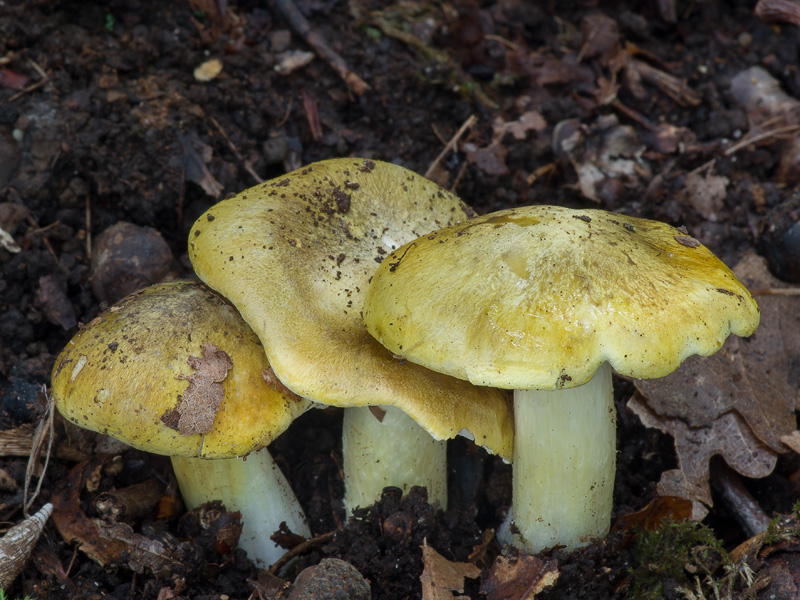 Tricholoma sejunctum